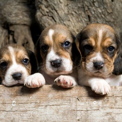 BobWade4817's profile picture. 