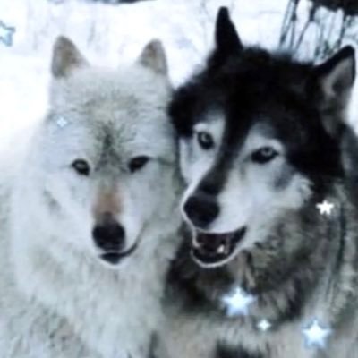 read pinned Profile