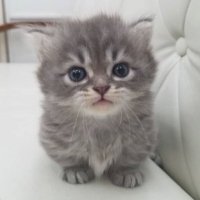 $KARACHI (@karachisolcoin) 's Twitter Profile Photo