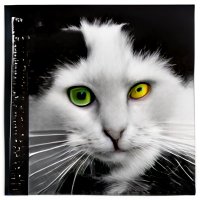 Wilford Brimley’s Diabeetus Cat(@boxkicker2191) 's Twitter Profile Photo