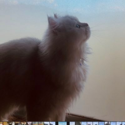EWjss7_tomomin's profile picture. 自然や花や動物が大好き☺️      特に猫が好き😻                          スコティッシュのはるくん♂ ペルシャのこまるくん♂ と一緒に暮らしてます🐈🐾