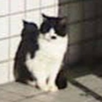 toshi (stray cat) (@straytoshi2983) Twitter profile photo