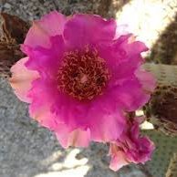 cactus_bloom55's profile picture. 