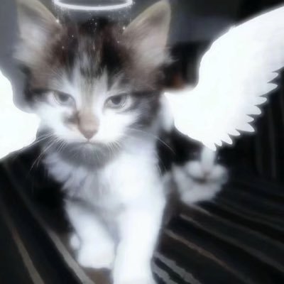 zz1moki's profile picture. 