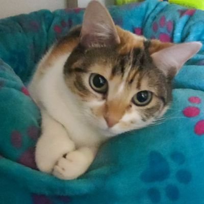 Lilu_A_veces's profile picture. ❤️‍🩹🎛️TRANCE IS MY ONLY DRUG✨🎶. Lilú (a veces) van Buuren, (a veces) Ackles, (a veces) Scofield. Ing. electrónic(a) 🤖 d juguete. Loca de los gatos.