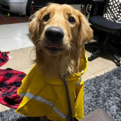 lina_raigo2267's profile picture. 