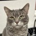 Shelter Cat HSSCM (@sheltercathsscm) Twitter profile photo Shelter Cat HSSCM (@sheltercathsscm) Twitter profile photo