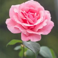 Minae/お金の増やし方 (@minae373046) 's Twitter Profile