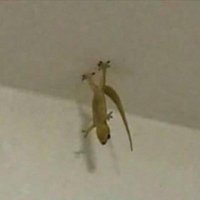 DOOM1515 (@doom15154) 's Twitter Profile