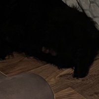 what_are_feelings (@wannaseemyphd) 's Twitter Profile