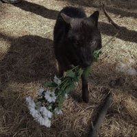 alainsy (@baggermist) 's Twitter Profile