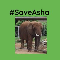 ForDumbo Ⓥ #SaveAsha 🐘🇺🇦🌻🍉(@For_Dumbo) 's Twitter Profile Photo