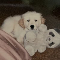 Tallulah Mortimer (@buffalosgal57) 's Twitter Profile