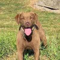 Chesapeake Man (@mroberts31135) 's Twitter Profile
