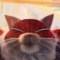 Spider-Kats #FireKingston #FireShelton(@NoSxKats) 's Twitter Profileg