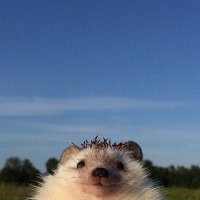 🐝roo (@lilpieceofsheet) 's Twitter Profile