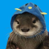 Otto (@ottocoinsol) 's Twitter Profile