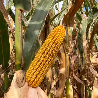 Scholting Western Corn Belt