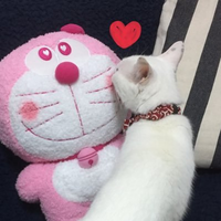 norin🩶🩷💛💙🐈‍⬛ (@nnnorin) Twitter profile photo