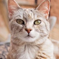 Cat_fan(@Bestshopx) 's Twitter Profile Photo