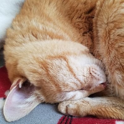 punipuniro's profile picture. 本好き猫好き映画好き。ひきに強迫不安あり回避に社会不適合。つむじ曲がり破滅派。内向型。だめ偏屈強情イジケ系。ねじりドーナツに親近感。非コロナ脳。デカイ声と音が嫌い。頭が痒い。踵の裏が痛い。寝相が悪い。面目ない。自分にお手上げ。これで誰かと繋がろうというのは無茶なのであるが言ってしまおうどうかよろしく2025年1月。