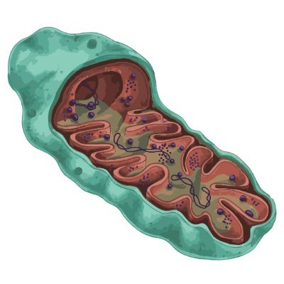 MitoWorldOrg's profile picture. MitoWorld is a global hub for medical, reserach, health and other information related to mitochondria and life