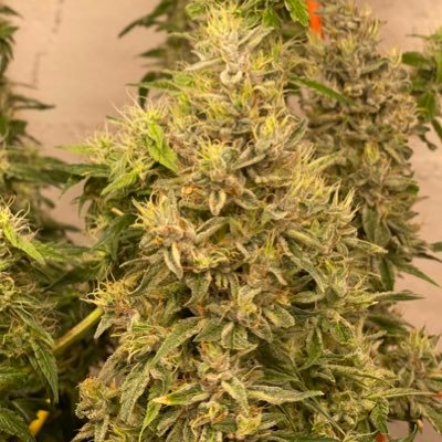 Growing all types of quality💨🍃 We can talk sports too.