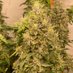 TopnXtch Cannabis (@camgoat454) Twitter profile photo TopnXtch Cannabis (@camgoat454) Twitter profile photo