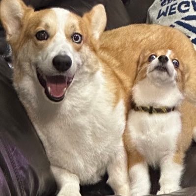 CsCGph7fjqKXdpr's profile picture. コーギーLOVE