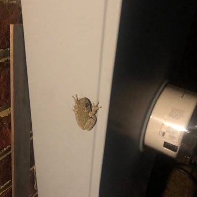 The_Moth_Empier's profile picture. 