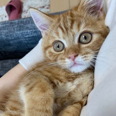 コーディング代行「Cat's Hands」| WordPress構築(オリジナルテーマ) HTML CSS JS Sass jQuery | #web制作 #コーポレートサイト #しめサポ 4.5期 #学サポ #CodePro #irocode 3期 #セルクエ 5期