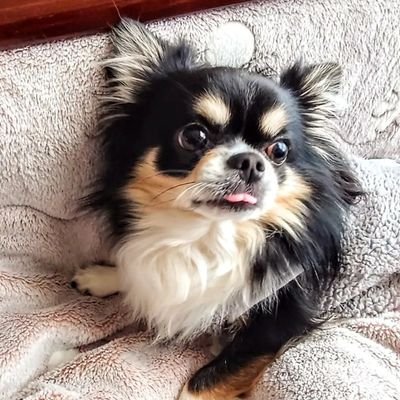 chan01417227's profile picture. ★色々収集癖があります(￣∇￣;)
　・ビックリマン
　・自作シール
　・ドラゴンボール
　・ワンピース
　・鬼滅の刃
　・ワーコレ
　・フィギュア
　・SDガンダム
　・チョロQ
　暇なら時にでも覗いてやって下さい。
　密かに喜びます(=^..^=)ﾐｬｰ