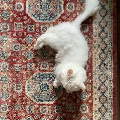 cqis__'s profile picture. هدوء