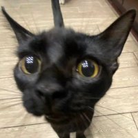 sniff (@xsniffable) 's Twitter Profile