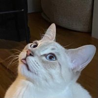 Clover Reshad (@comrade_clo) 's Twitter Profile