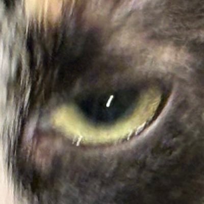 glomfrida's profile picture. cris gif