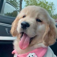 thedoglifeUSA (@thedogloverusaa) 's Twitter Profile