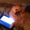 Gracie Mae Brewer - @GraciethePom - Twitter