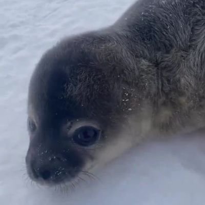 Just a lil guy | Seal enjoyer extraordinaire | property of the south yorkshire polycule | Gender edgerunner | I sometimes post about NSFW | 日本語を勉強します