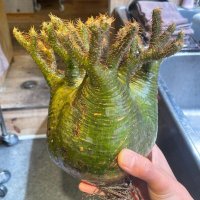 サボテンと多肉植物の販売 (@mahdbdi) 's Twitter Profile