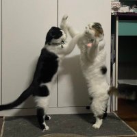 ꕤBᴇ Mʏ Uɴɪᴠᴇʀsᴇ˚₊· 🫧🦕✨ (@takgho_project) 's Twitter Profile Photo