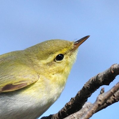 痴呆的に自然観察、本能的に野鳥観察、思いついたように写真撮影、発作的に野外録音、脱線気味に論文、活動的に惰眠。