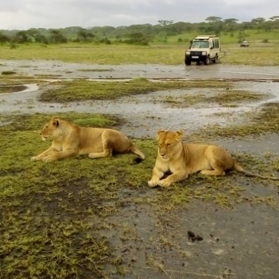 Provides guided Kilimanjaro climbing trips, specialist wildlife #safaribooking tours, and #kilimanjarosafari #randonnee in #Kilimandjaro #kilimanjarotreks #trip