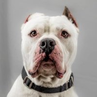 Adopt Beefy & Friends(@Adopt_Beefy) 's Twitter Profile Photo