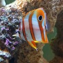 Jesse Smith - @jsmimph - Twitter