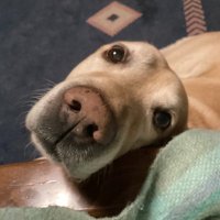 Александар Тортевски (@a_tortevski) 's Twitter Profile