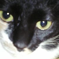 杉本佳子🐈卓ジェネ＆ジェネナビ情報🐈 (@yotsumeyo) Twitter profile photo