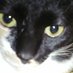 杉本佳子🐈卓ジェネ&ジェネナビ情報🐈 (@yotsumeyo) Twitter profile photo 杉本佳子🐈卓ジェネ&ジェネナビ情報🐈 (@yotsumeyo) Twitter profile photo
