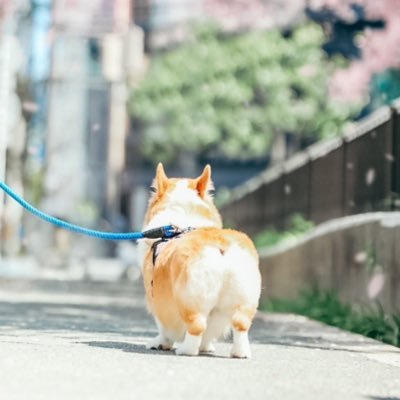 CORGI_0413's profile picture. 愛犬→りく♂(*´꒳`*)12歳⭐︎ 愛猫→そら♂ 「@sora__ragdoll」 無言フォローすみません。 犬友・猫友・募集してます⭐︎気軽にフォローしてください。