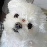 CreamBeom๐ง (@creambeom313) 's Twitter Profile Photo CreamBeom๐ง (@creambeom313) 's Twitter Profile Photo